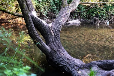 Parc de Mussonville de Begles (5).
